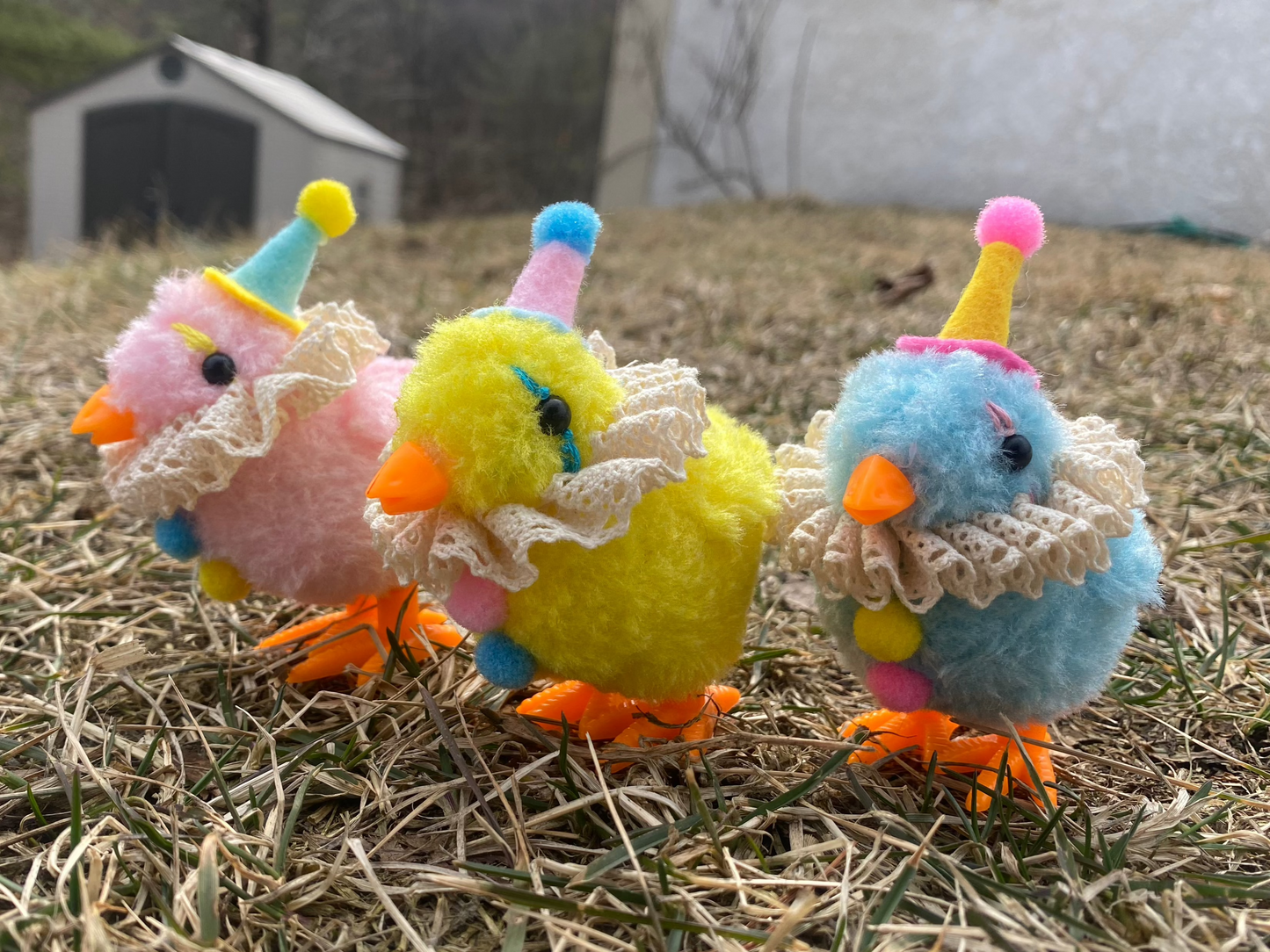 *MYSTERY* Clown chicks