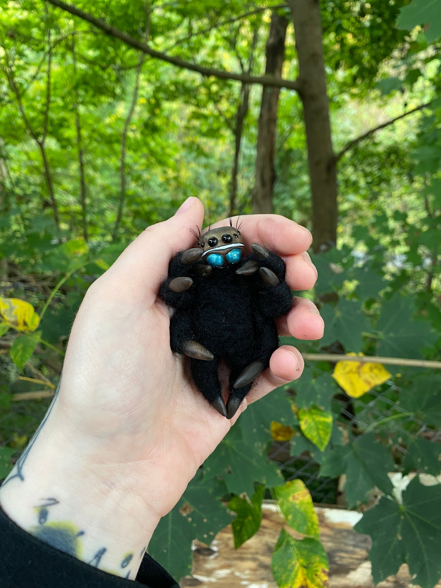 SPIDER COFFIN (jumping spider)